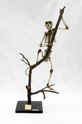 Monkey's natural skeleton, Papi Catalogue, 1885