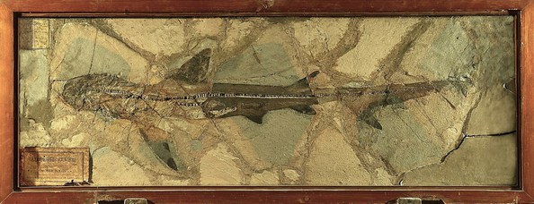 Alopiopsi Cuvieri, Monte Bolca