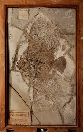 Fossil of a Platax Macropterygius, an extinct fish found on Mount Bolca