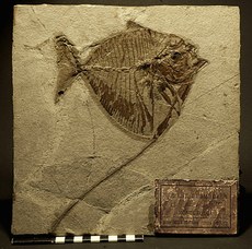 Mene Rhombea, an extinct perciform fish found on Mount Bolca