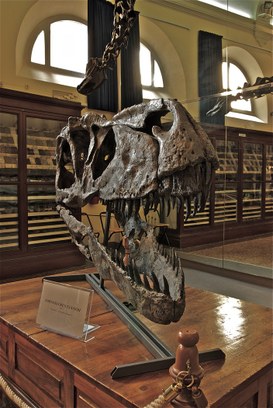 Skull of a Torvosaurus Tanneri, a megalosaurid theropod dinosaur