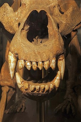 Skull of an Ursus spelaeus, a cave bear