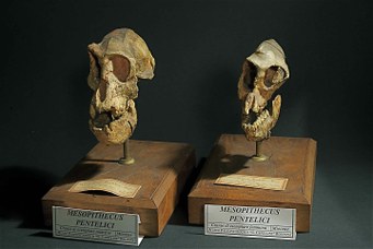 Skulls of Mesopithecus Pentelici, the ancestors of today's monkeys