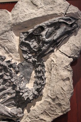 Tethyshadros insularis, a hadrosauroid dinosaur 