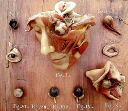 Anatomical model of the visual apparatus and the parts connected to it - Wax modeller: Clemente Susini