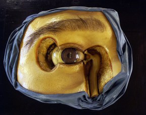 Anatomical model representing the eye and the lacrimal apparatus - Wax modeller: Cesare Bettini