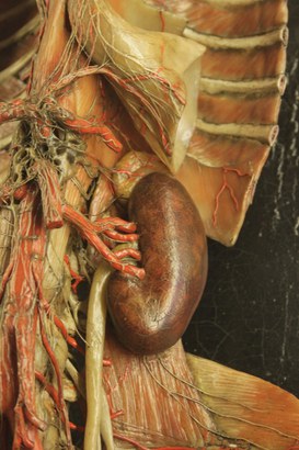 Detail of an anatomical model representing a kidney - Wax modeller: Giuseppe Astorri