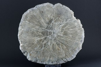 Barite (Bologna stone)
