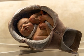 Terracotta model depicting a fetus inside the uterus, Giovan Battista Sandi, 1746–50