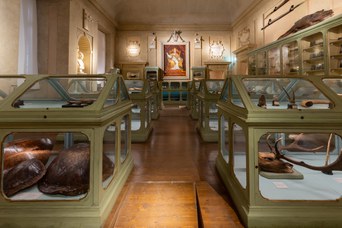 The Ulisse Aldrovandi Museum