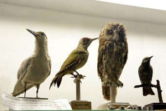 Exhibition on the hunting activities of the first half of the 20th century