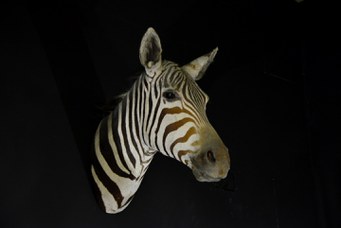 Zebra, game trophy of Marchetti collection