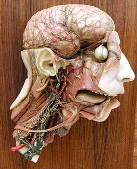 Modello anatomico rappresentante la circolazione sanguigna della testa e del collo - Ceroplasta Clemente Susini