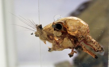 Arterie profonde della testa di scoiattolo comune (sciurus vulgaris)