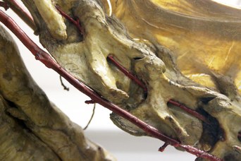 Particolare della carotide e suoi rami di cervo (cervus)