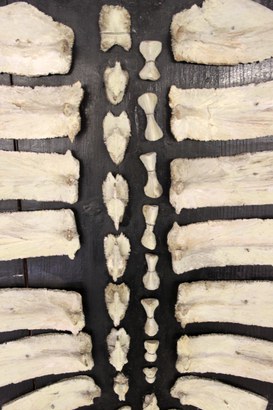 Scheletro scomposto dello scudo dorsale di tartaruga (testudi caouana)