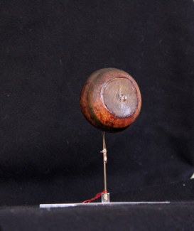 Sclera essiccata di pesce spada (xiphias gladius)