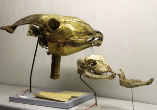 Teschi con particolari delle carotidi di pecora e capra domestica (ovis aries e capra hircus)