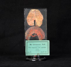 Vasi sanguigni dell'intestino di ratto (mus decumanus)