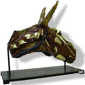 Testa ed estremità superiore del collo di asino, Catalogo Papi, 1885