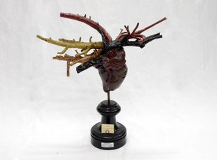 Cuore e principali vasi dell'asino, Catalogo Papi, 1900