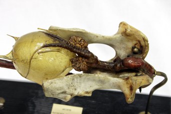 Particolare dell'apparato urinario d' ariete