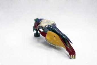 Teschio di cavallo, Catalogo Papi,1885