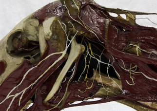 Testa di cavallo, particolare dei nervi cranici, Catalogo Papi, 1900