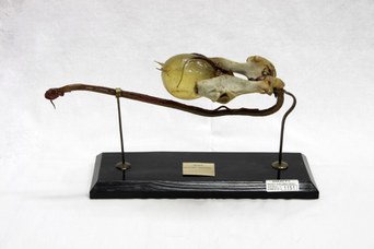 Vescica, ghiandole annesse all'uretra e pene di ariete, Catalogo Papi, 1910