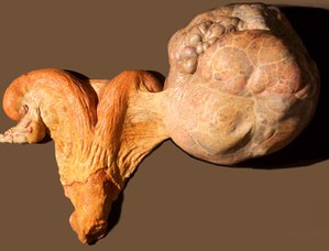 Bos taurus L. Cisti ovarica