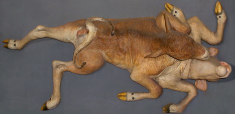 Bos taurus L. Heterodidymus heteropagus