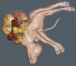 Bos taurus L. Schistocormus fissiventralis