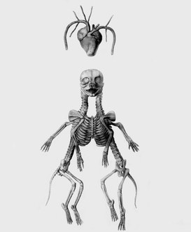 C. Bettini, Felis cattus. Gatto monocefalo bicorporeo Octopus biauritus, 1833