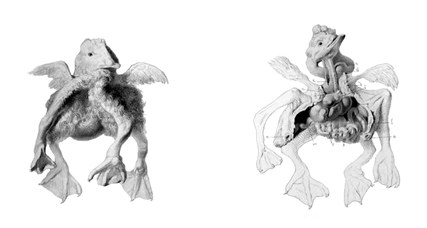 C. Bettini, Mostro anserino bicorporeo monocefalo Gastrodidymus quadrupes,  1854