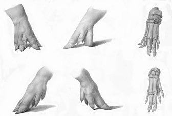 C. Minardi, Sus scropha. Piedi anteriori mostruosi di porco adulto Megalomelus perissodactylus, 1852