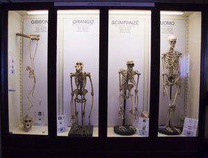 Scheletri di primati a confronto