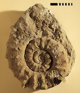 Ammonite