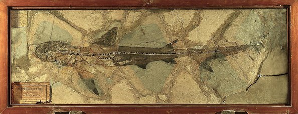 Alopiopsi Cuvieri, Monte Bolca