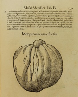 2. Immagine del "Melopeponites Monstruosus" stampata in "Musaei Metallici Lib. IV, Vlyssis Aldrouandi, 1648". © Università di Bologna – Biblioteca Universitaria di Bologna