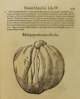 2. Immagine del "Melopeponites Monstruosus" stampata in "Musaei Metallici Lib. IV, Vlyssis Aldrouandi, 1648". © Università di Bologna – Biblioteca Universitaria di Bologna