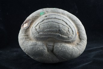 3. Botroide di Marcasite n. 24, immagine stampata in "Descrizione della Mineralogia generale della Provincia di Bologna, Luigi Bombicci, 1878". © Università di Bologna - Sistema Museale di Ateneo | ph. Francesca Bargossi