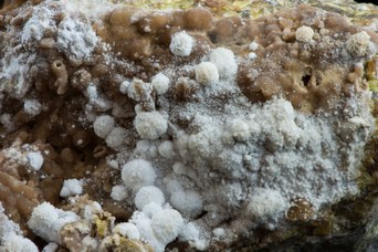 5. Quarzo della miniera di Perticara, esemplare di 11 mm, globuli di 10 mm. © Università di Bologna – Sistema Museale di Ateneo | ph. Francesca Bargossi