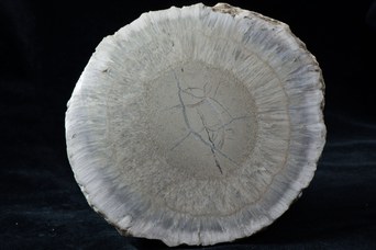 2. Pietra fosforica segata e levigata in superficie (130 mm). © Università di Bologna - Sistema Museale di Ateneo | ph. Francesca Bargossi