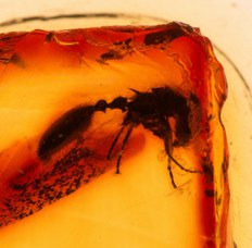 5. Cataulacus Silvestrii 16629, 2, Am13. © Università di Bologna - Sistema Museale di Ateneo | ph. Francesca Bargossi