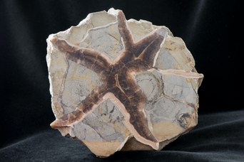 2. Septaria tagliata e levigata (17x15 cm). © Università di Bologna - Sistema Museale di Ateneo | ph. Francesca Bargossi