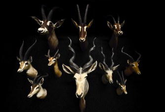 Antilopi. Trofeo di caccia della collezione Marchetti