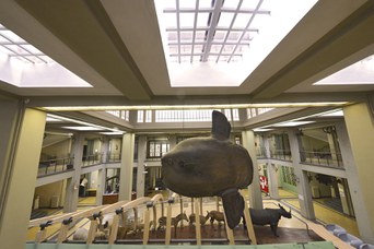 Atrio del Museo di Zoologia 