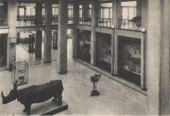 Foto storica dell'atrio del Museo di Zoologia - anni '30