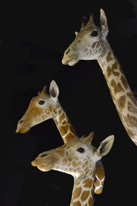 Giraffe. Trofeo di caccia della collezione Marchetti