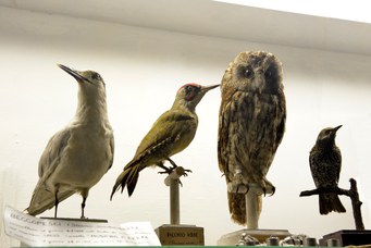 Mostra sulle attività venatorie della prima metà del XX secolo